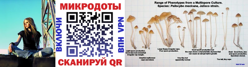 Купить где  Мамоново  Галлюциногенные грибы Cubensis 